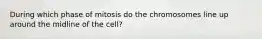 During which phase of mitosis do the chromosomes line up around the midline of the cell?