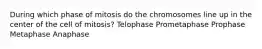 During which phase of mitosis do the chromosomes line up in the center of the cell of mitosis? Telophase Prometaphase Prophase Metaphase Anaphase