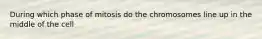 During which phase of mitosis do the chromosomes line up in the middle of the cell