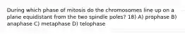 During which phase of mitosis do the chromosomes line up on a plane equidistant from the two spindle poles? 18) A) prophase B) anaphase C) metaphase D) telophase