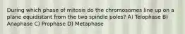 During which phase of mitosis do the chromosomes line up on a plane equidistant from the two spindle poles? A) Telophase B) Anaphase C) Prophase D) Metaphase