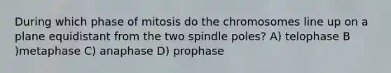 During which phase of mitosis do the chromosomes line up on a plane equidistant from the two spindle poles? A) telophase B )metaphase C) anaphase D) prophase