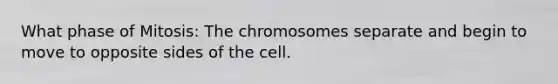 What phase of Mitosis: The chromosomes separate and begin to move to opposite sides of the cell.