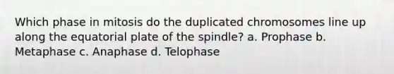 Which phase in mitosis do the duplicated chromosomes line up along the equatorial plate of the spindle? a. Prophase b. Metaphase c. Anaphase d. Telophase