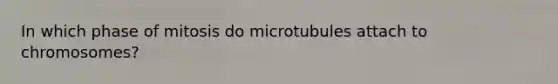 In which phase of mitosis do microtubules attach to chromosomes?