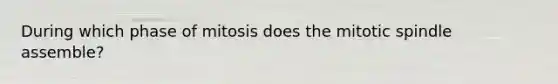 During which phase of mitosis does the mitotic spindle assemble?