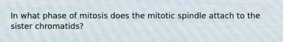 In what phase of mitosis does the mitotic spindle attach to the sister chromatids?