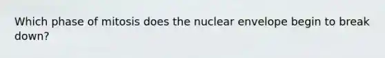 Which phase of mitosis does the nuclear envelope begin to break down?