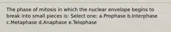 The phase of mitosis in which the nuclear envelope begins to break into small pieces is: Select one: a.Prophase b.Interphase c.Metaphase d.Anaphase e.Telophase