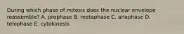 During which phase of mitosis does the nuclear envelope reassemble? A. prophase B. metaphase C. anaphase D. telophase E. cytokinesis