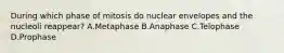 During which phase of mitosis do nuclear envelopes and the nucleoli reappear? A.Metaphase B.Anaphase C.Telophase D.Prophase