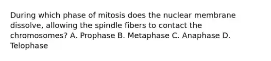 During which phase of mitosis does the nuclear membrane dissolve, allowing the spindle fibers to contact the chromosomes? A. Prophase B. Metaphase C. Anaphase D. Telophase