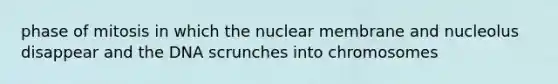 phase of mitosis in which the nuclear membrane and nucleolus disappear and the DNA scrunches into chromosomes