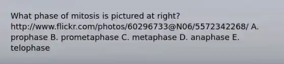 What phase of mitosis is pictured at right? http://www.flickr.com/photos/60296733@N06/5572342268/ A. prophase B. prometaphase C. metaphase D. anaphase E. telophase