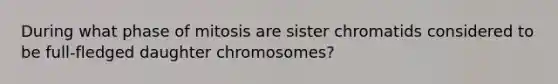 During what phase of mitosis are sister chromatids considered to be full-fledged daughter chromosomes?