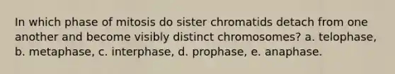 In which phase of mitosis do sister chromatids detach from one another and become visibly distinct chromosomes? a. telophase, b. metaphase, c. interphase, d. prophase, e. anaphase.