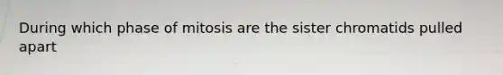 During which phase of mitosis are the sister chromatids pulled apart