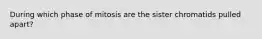 During which phase of mitosis are the sister chromatids pulled apart?