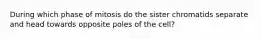 During which phase of mitosis do the sister chromatids separate and head towards opposite poles of the cell?