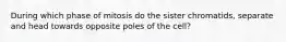 During which phase of mitosis do the sister chromatids, separate and head towards opposite poles of the cell?