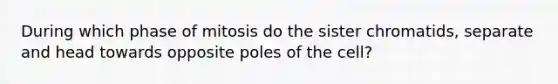 During which phase of mitosis do the sister chromatids, separate and head towards opposite poles of the cell?