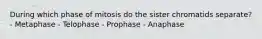 During which phase of mitosis do the sister chromatids separate? - Metaphase - Telophase - Prophase - Anaphase