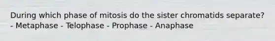 During which phase of mitosis do the sister chromatids separate? - Metaphase - Telophase - Prophase - Anaphase