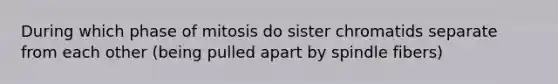 During which phase of mitosis do sister chromatids separate from each other (being pulled apart by spindle fibers)