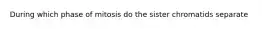 During which phase of mitosis do the sister chromatids separate