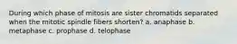 During which phase of mitosis are sister chromatids separated when the mitotic spindle fibers shorten? a. anaphase b. metaphase c. prophase d. telophase