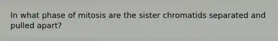 In what phase of mitosis are the sister chromatids separated and pulled apart?