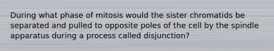 During what phase of mitosis would the sister chromatids be separated and pulled to opposite poles of the cell by the spindle apparatus during a process called disjunction?