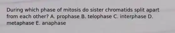 During which phase of mitosis do sister chromatids split apart from each other? A. prophase B. telophase C. interphase D. metaphase E. anaphase