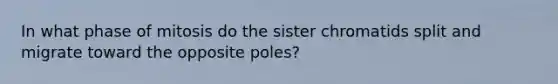 In what phase of mitosis do the sister chromatids split and migrate toward the opposite poles?