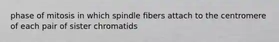 phase of mitosis in which spindle ﬁbers attach to the centromere of each pair of sister chromatids