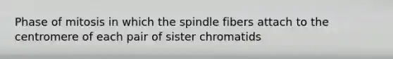 Phase of mitosis in which the spindle fibers attach to the centromere of each pair of sister chromatids