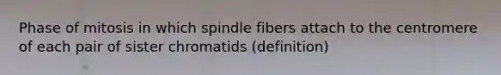 Phase of mitosis in which spindle fibers attach to the centromere of each pair of sister chromatids (definition)