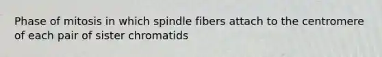 Phase of mitosis in which spindle fibers attach to the centromere of each pair of sister chromatids