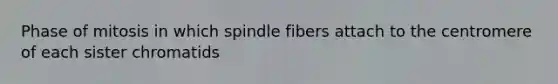 Phase of mitosis in which spindle fibers attach to the centromere of each sister chromatids