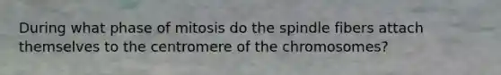 During what phase of mitosis do the spindle fibers attach themselves to the centromere of the chromosomes?