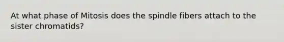 At what phase of Mitosis does the spindle fibers attach to the sister chromatids?