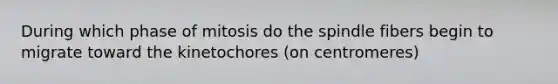 During which phase of mitosis do the spindle fibers begin to migrate toward the kinetochores (on centromeres)