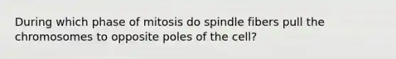 During which phase of mitosis do spindle fibers pull the chromosomes to opposite poles of the cell?