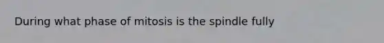 During what phase of mitosis is the spindle fully