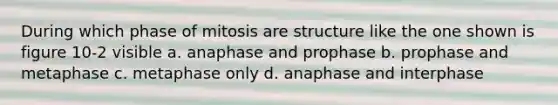 During which phase of mitosis are structure like the one shown is figure 10-2 visible a. anaphase and prophase b. prophase and metaphase c. metaphase only d. anaphase and interphase