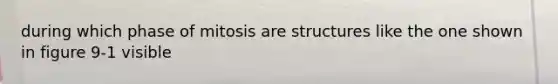 during which phase of mitosis are structures like the one shown in figure 9-1 visible
