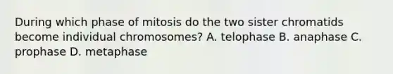 During which phase of mitosis do the two sister chromatids become individual chromosomes? A. telophase B. anaphase C. prophase D. metaphase