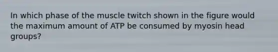 In which phase of the muscle twitch shown in the figure would the maximum amount of ATP be consumed by myosin head groups?