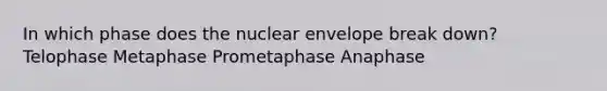 In which phase does the nuclear envelope break down? Telophase Metaphase Prometaphase Anaphase