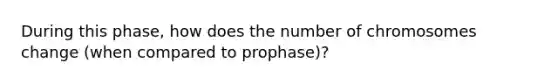 During this phase, how does the number of chromosomes change (when compared to prophase)?